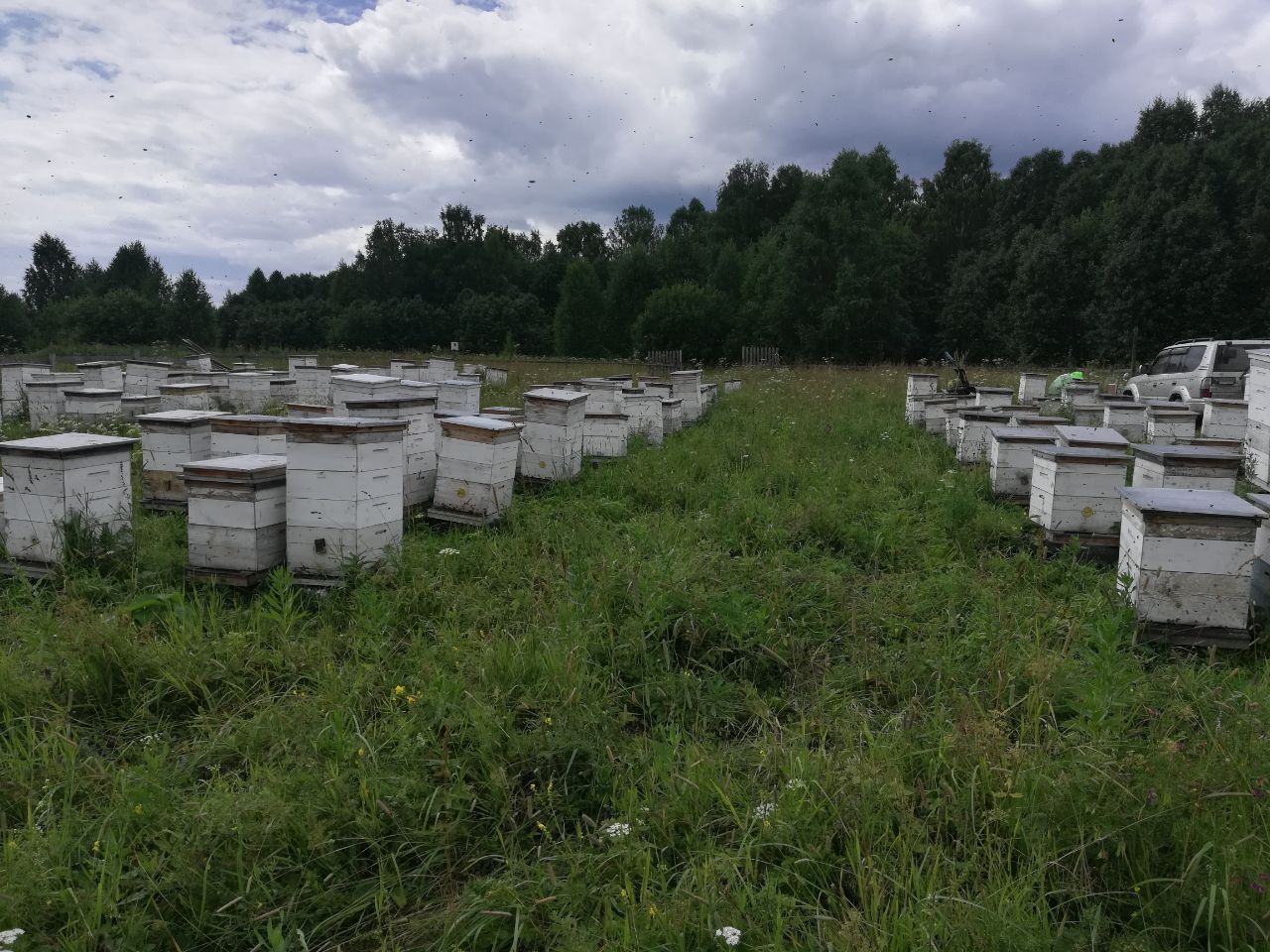 Таёжная точка пасеки в Кемеровской области