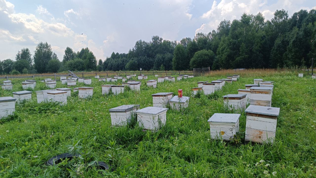 Реальная пасека семьи Житяйкиных